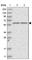 Sphingomyelin Phosphodiesterase Acid Like 3A antibody, HPA030148, Atlas Antibodies, Western Blot image 