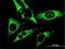 Peroxiredoxin 3 antibody, H00010935-M01, Novus Biologicals, Immunofluorescence image 