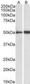 Fibrinogen Gamma Chain antibody, NBP2-42497, Novus Biologicals, Western Blot image 