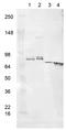 Synapsin I antibody, ADI-VAA-SV009-E, Enzo Life Sciences, Western Blot image 