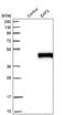 ELL-associated factor 2 antibody, PA5-52557, Invitrogen Antibodies, Western Blot image 