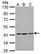 SH3 Domain Containing GRB2 Like, Endophilin B1 antibody, NBP1-31130, Novus Biologicals, Western Blot image 