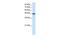 RNA Binding Motif Single Stranded Interacting Protein 3 antibody, GTX47422, GeneTex, Western Blot image 