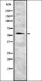 Serpin Family A Member 6 antibody, orb337161, Biorbyt, Western Blot image 