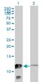 Myotrophin antibody, H00136319-M14, Novus Biologicals, Western Blot image 