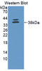 Cadherin EGF LAG Seven-Pass G-Type Receptor 2 antibody, LS-C374875, Lifespan Biosciences, Western Blot image 