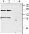 Potassium Voltage-Gated Channel Subfamily H Member 4 antibody, TA328971, Origene, Western Blot image 