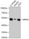 RNA methyltransferase-like protein 1 antibody, GTX66456, GeneTex, Western Blot image 