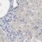 AFG3-like protein 2 antibody, PA5-52081, Invitrogen Antibodies, Immunohistochemistry frozen image 