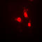 Calcium/Calmodulin Dependent Protein Kinase IV antibody, LS-C358930, Lifespan Biosciences, Immunofluorescence image 