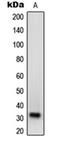 Neurexophilin 1 antibody, orb215158, Biorbyt, Western Blot image 