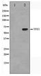Transcription Factor Binding To IGHM Enhancer 3 antibody, TA347562, Origene, Western Blot image 