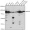Mucin 20, Cell Surface Associated antibody, A15968, ABclonal Technology, Western Blot image 