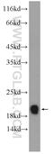 High Mobility Group AT-Hook 2 antibody, 20795-1-AP, Proteintech Group, Western Blot image 