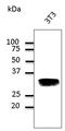 RAB32, Member RAS Oncogene Family antibody, LS-C204248, Lifespan Biosciences, Western Blot image 