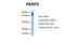 PARP2 antibody, ARP33758_P050, Aviva Systems Biology, Western Blot image 