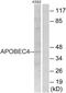 Apolipoprotein B MRNA Editing Enzyme Catalytic Polypeptide Like 4 antibody, PA5-39377, Invitrogen Antibodies, Western Blot image 