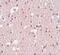 FERM And PDZ Domain Containing 3 antibody, GTX85235, GeneTex, Immunohistochemistry paraffin image 