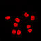 SWI/SNF Related, Matrix Associated, Actin Dependent Regulator Of Chromatin Subfamily C Member 2 antibody, LS-C354078, Lifespan Biosciences, Immunofluorescence image 