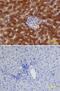 Alpha-1-acid glycoprotein antibody, MAB3694, R&D Systems, Immunohistochemistry frozen image 