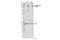 Signal Transducer And Activator Of Transcription 2 antibody, 88410S, Cell Signaling Technology, Western Blot image 