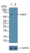 FKBP Prolyl Isomerase 5 antibody, LS-C293957, Lifespan Biosciences, Western Blot image 