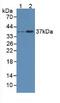 RAD51 Recombinase antibody, abx131532, Abbexa, Western Blot image 
