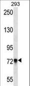 Protocadherin Beta 5 antibody, LS-C163434, Lifespan Biosciences, Western Blot image 