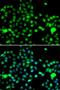 Kallikrein Related Peptidase 4 antibody, orb373441, Biorbyt, Immunofluorescence image 