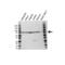 Hydroxyacyl-CoA Dehydrogenase Trifunctional Multienzyme Complex Subunit Alpha antibody, VPA00446, Bio-Rad (formerly AbD Serotec) , Western Blot image 