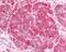 Insulin Receptor antibody, 48-403, ProSci, Immunohistochemistry frozen image 
