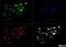 Cytochrome P450 Family 46 Subfamily A Member 1 antibody, NB400-140, Novus Biologicals, Immunofluorescence image 