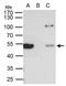 Tubulin Beta 8 Class VIII antibody, GTX109641, GeneTex, Immunoprecipitation image 