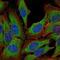 Nuclear Receptor Subfamily 3 Group C Member 1 antibody, MA5-15801, Invitrogen Antibodies, Immunofluorescence image 