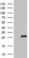 Calcium-binding protein p22 antibody, TA810226, Origene, Western Blot image 