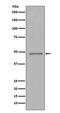 FOXP3 antibody, M00011-3, Boster Biological Technology, Western Blot image 