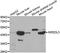 Killer Cell Immunoglobulin Like Receptor, Two Ig Domains And Long Cytoplasmic Tail 3 antibody, A1698, ABclonal Technology, Western Blot image 