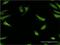 Retinol Binding Protein 7 antibody, H00116362-M01, Novus Biologicals, Immunofluorescence image 