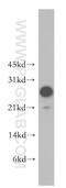MOB Kinase Activator 1B antibody, 12790-1-AP, Proteintech Group, Western Blot image 