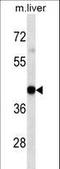 HLA class I histocompatibility antigen, A-3 alpha chain antibody, LS-B10658, Lifespan Biosciences, Western Blot image 