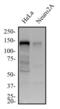 Golgin A2 antibody, NBP2-53420, Novus Biologicals, Western Blot image 