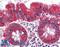 Neurogenin 3 antibody, LS-B5999, Lifespan Biosciences, Immunohistochemistry paraffin image 