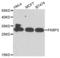 FKBP Prolyl Isomerase 3 antibody, LS-C346136, Lifespan Biosciences, Western Blot image 