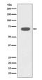 RAD18 E3 Ubiquitin Protein Ligase antibody, M01622, Boster Biological Technology, Western Blot image 