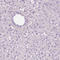 Sirtuin 2 antibody, HPA011165, Atlas Antibodies, Immunohistochemistry frozen image 