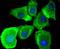 MYD88 Innate Immune Signal Transduction Adaptor antibody, A00025, Boster Biological Technology, Immunocytochemistry image 