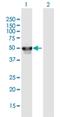 PHD Finger Protein 10 antibody, H00055274-B01P, Novus Biologicals, Western Blot image 