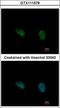 Phosphorylase Kinase Catalytic Subunit Gamma 2 antibody, GTX111579, GeneTex, Immunocytochemistry image 