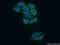 Non-receptor tyrosine-protein kinase TNK1 antibody, 14199-1-AP, Proteintech Group, Immunofluorescence image 