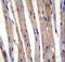 Keratin 73 antibody, LS-C165635, Lifespan Biosciences, Immunohistochemistry paraffin image 